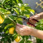 Peut-on tailler un citronnier en été ?