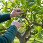 Quand et comment tailler les citronniers ?