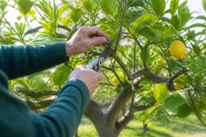 Quand et comment tailler les citronniers ?