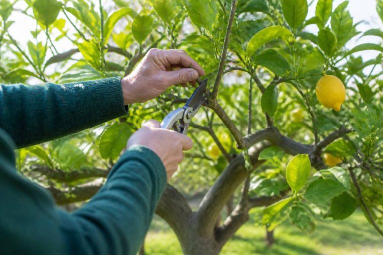 Quand et comment tailler les citronniers ?