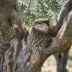 Maladie olivier tronc : causes, symptômes et traitements naturels