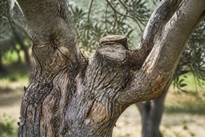 Maladie olivier tronc : causes, symptômes et traitements naturels