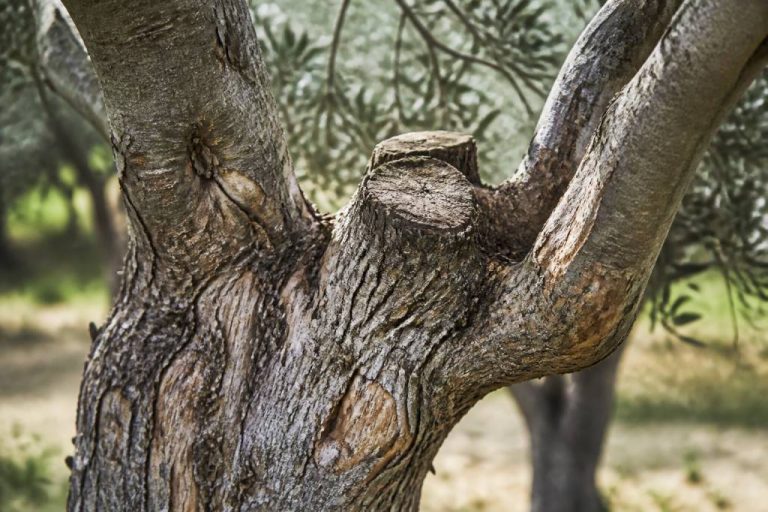 Maladie olivier tronc : causes, symptômes et traitements naturels