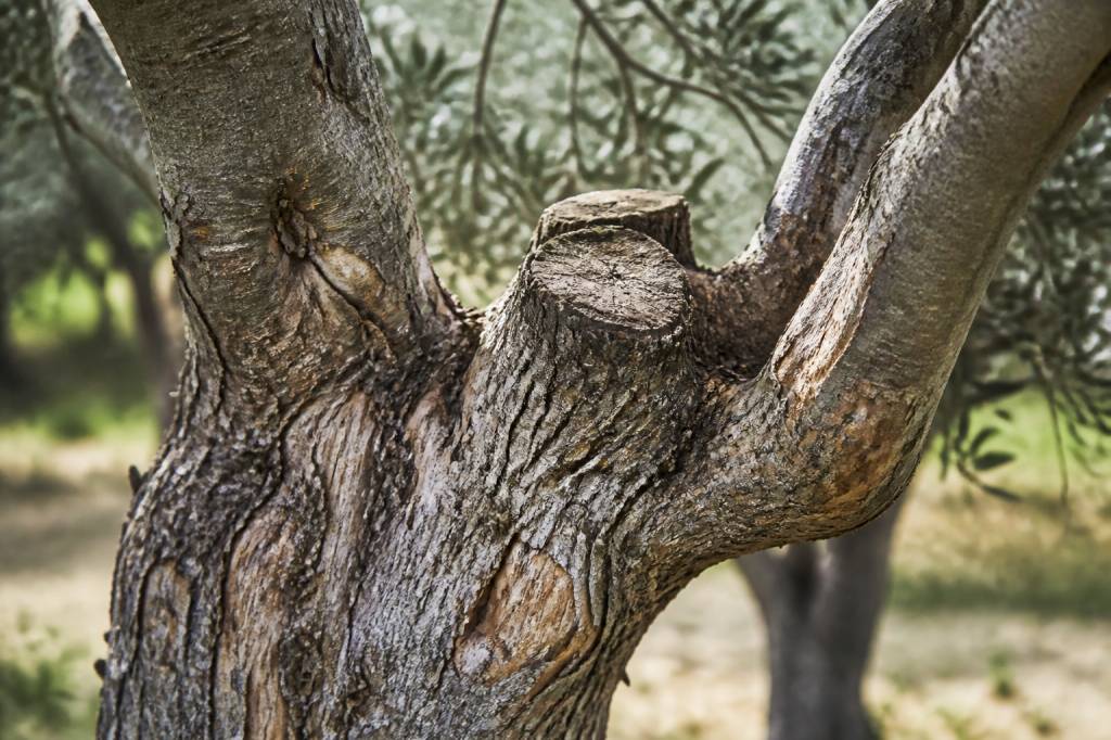 Maladie olivier tronc : causes, symptômes et traitements naturels
