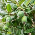 Acca feijoa : conseils de culture et d’entretien au jardin en France