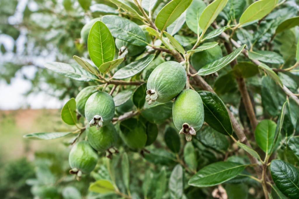 Acca feijoa : conseils de culture et d’entretien au jardin en France