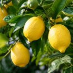 Quand faut-il enlever les citrons sur un citronnier ?