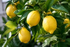 Quand faut-il enlever les citrons sur un citronnier ?
