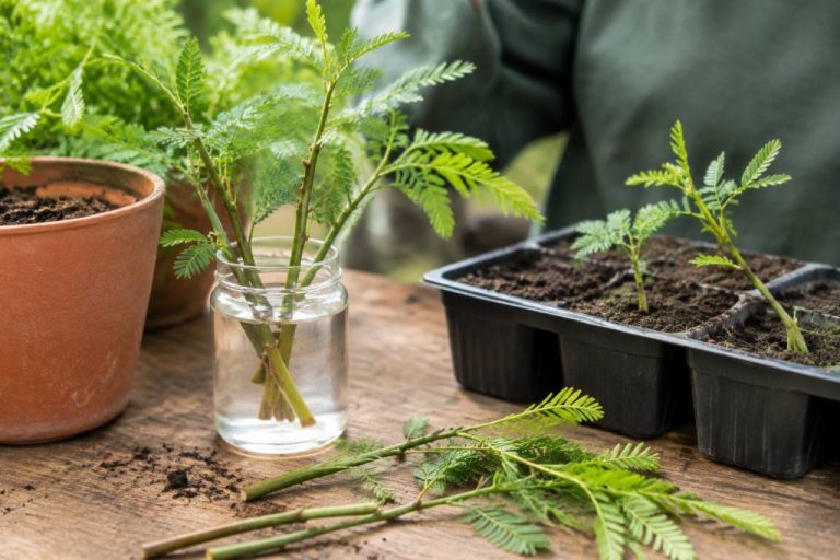 Bouturage acacia : quand et comment réussir ses boutures en France