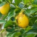 Fourmis citronnier : causes et solutions naturelles pour protéger votre agrume