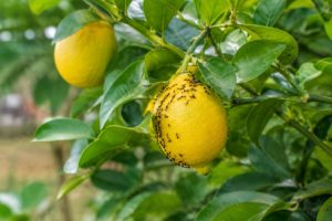 Fourmis citronnier : causes et solutions naturelles pour protéger votre agrume