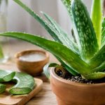 Maladie aloe vera : symptômes, causes et traitements naturels