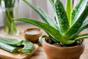 Maladie aloe vera : symptômes, causes et traitements naturels