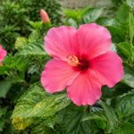 Maladie hibiscus extérieur : symptômes et traitements pour protéger votre plante