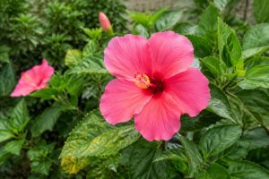 Maladie hibiscus extérieur : symptômes et traitements pour protéger votre plante