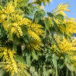 Mimosa qui meurt : causes et solutions pour le sauver