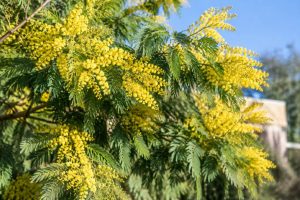 Mimosa qui meurt : causes et solutions pour le sauver