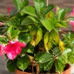 Dipladenia feuilles jaunes taches marron : causes et solutions