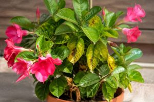 Dipladenia feuilles jaunes taches marron : causes et solutions