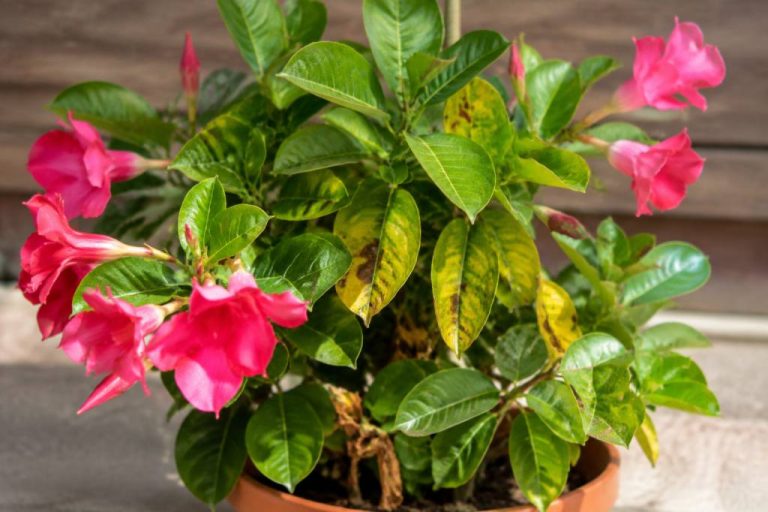 Dipladenia feuilles jaunes taches marron : causes et solutions