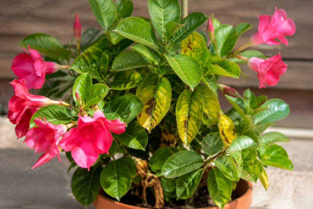 Dipladenia feuilles jaunes taches marron : causes et solutions