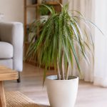 Dracaena marginata feuilles tombantes : causes et solutions pour redresser votre plante