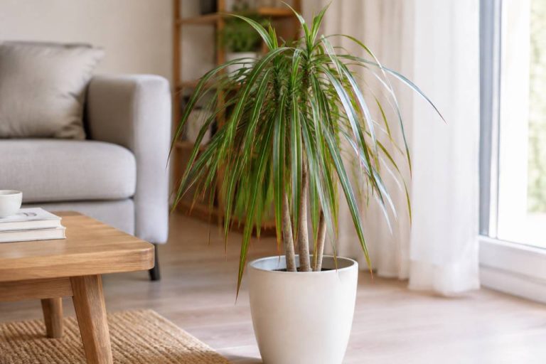 Dracaena marginata feuilles tombantes : causes et solutions pour redresser votre plante