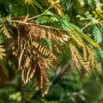 Maladie mimosa feuille marron : causes et solutions efficaces
