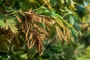 Maladie mimosa feuille marron : causes et solutions efficaces