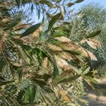 Olivier feuille marron et sèche : causes et solutions au jardin