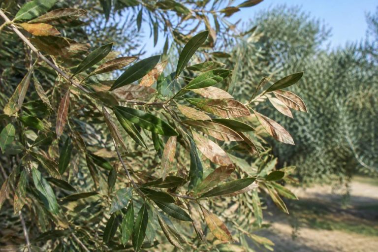 Olivier feuille marron et sèche : causes et solutions au jardin