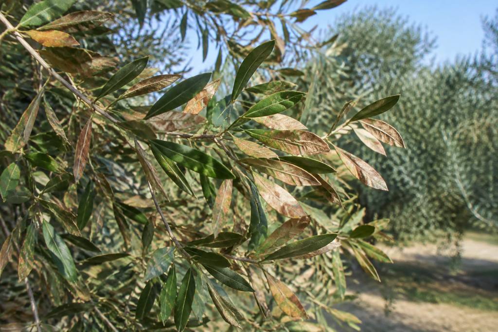 Olivier feuille marron et sèche : causes et solutions au jardin