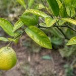 Maladie du troène : identification des symptômes et des causes