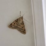Papillon de nuit dans la maison : signification et causes possibles en France