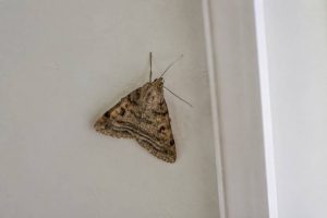 Papillon de nuit dans la maison : signification et causes possibles en France
