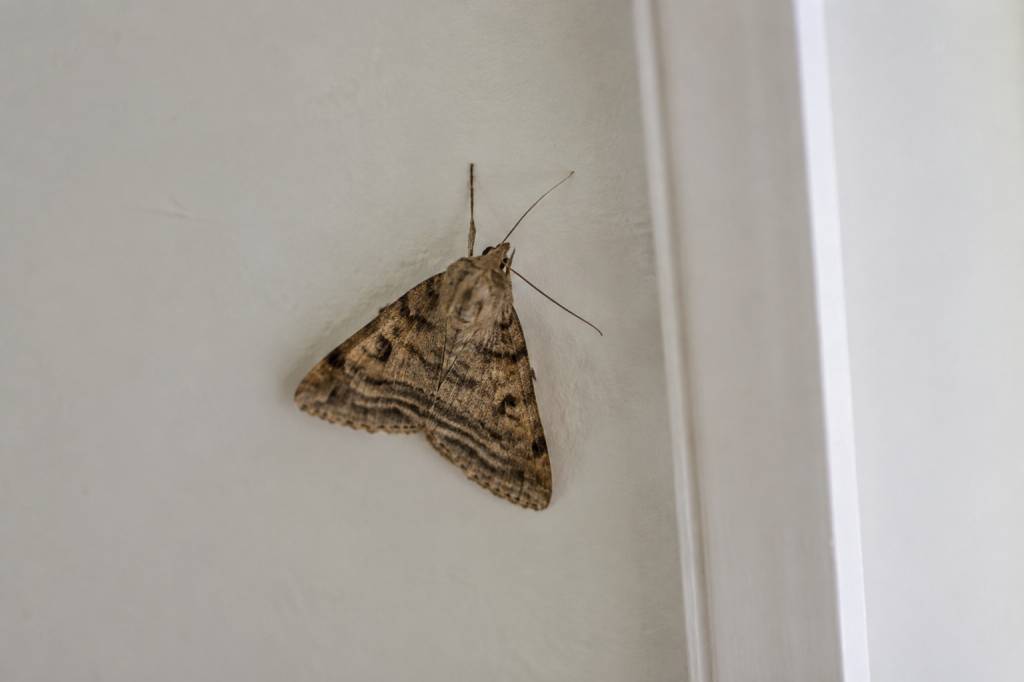 Papillon de nuit dans la maison : signification et causes possibles en France
