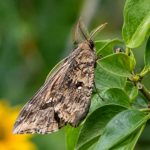 Papillons de nuit dangereux : quels risques pour le jardin et les agrumes ?