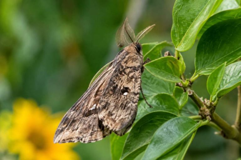 Papillons de nuit dangereux : quels risques pour le jardin et les agrumes ?