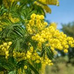 Maladies du mimosa : reconnaître les symptômes et protéger votre arbre