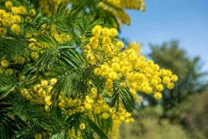Maladies du mimosa : reconnaître les symptômes et protéger votre arbre