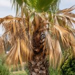 Palmier feuille marron et sec : causes et solutions pour lui redonner vigueur