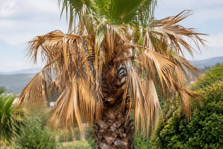 Palmier feuille marron et sec : causes et solutions pour lui redonner vigueur