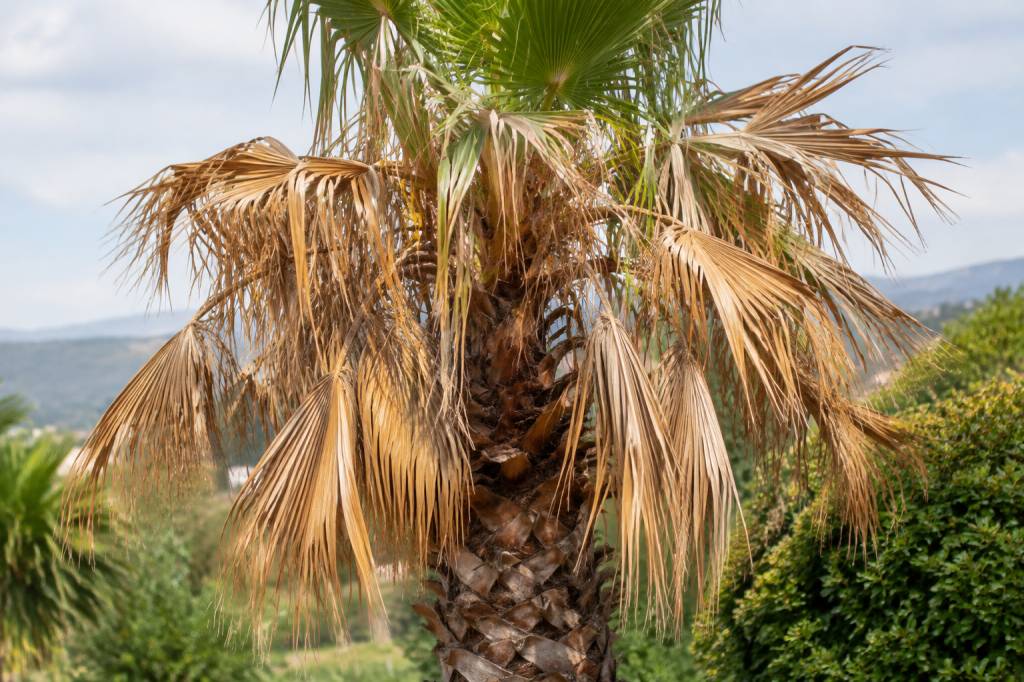 Palmier feuille marron et sec : causes et solutions pour lui redonner vigueur