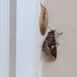 Nid de papillon de nuit dans la maison : comment l’identifier et s’en débarrasser