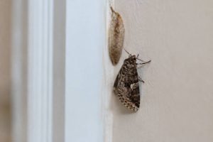 Nid de papillon de nuit dans la maison : comment l’identifier et s’en débarrasser