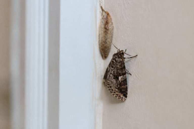 Nid de papillon de nuit dans la maison : comment l’identifier et s’en débarrasser