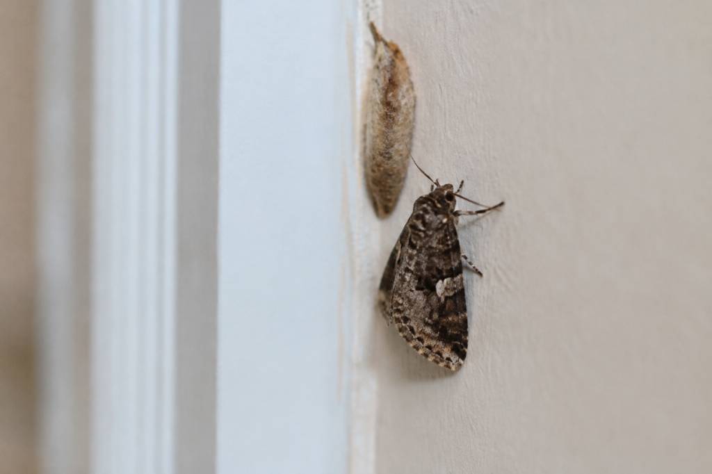 Nid de papillon de nuit dans la maison : comment l’identifier et s’en débarrasser