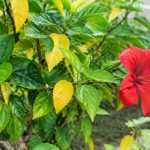 Feuilles jaunes sur un hibiscus d’extérieur : causes et solutions