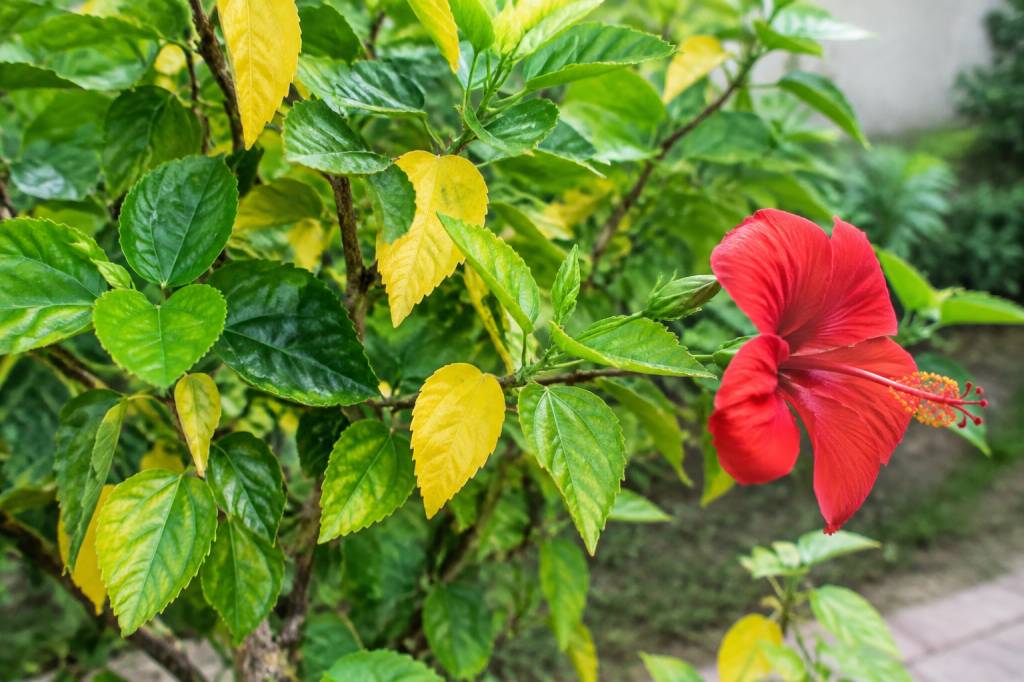 Feuilles jaunes sur un hibiscus d’extérieur : causes et solutions