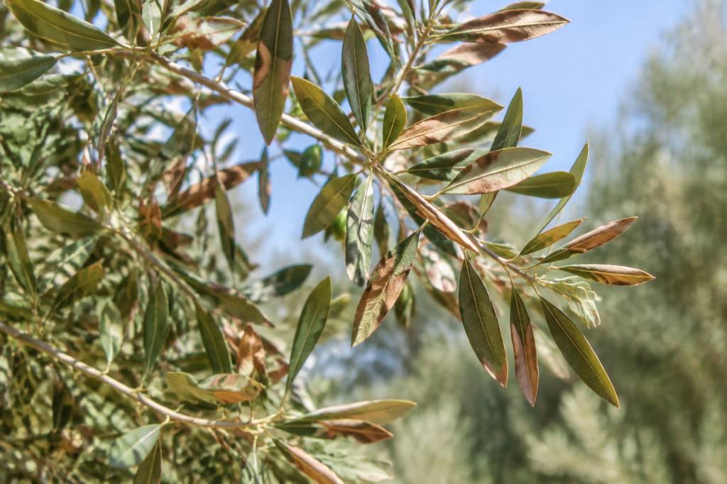 Pourquoi les feuilles d’olivier deviennent marron et comment y remédier